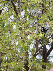 Amandier de Provence (Prunus dulcis) 
