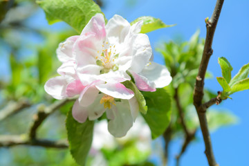 Beautiful new growth of blossom on apple tree