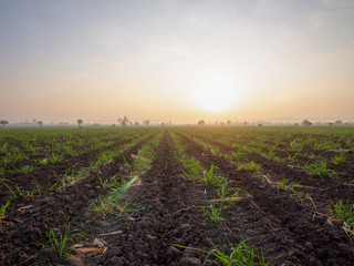 Sugarcane plantations, agricultural plants grow up