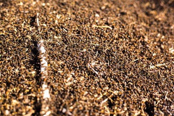 a large mound of termites, termites eat rotten trees