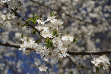 cherry blossom in spring