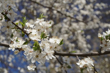 cherry blossom in spring
