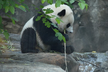panda eating bamboo
