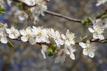 Obraz premium cherry tree blossom