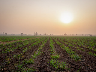 Sugarcane plantations, agricultural plants grow up