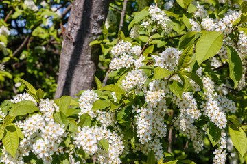 Honeybee is gathering pollen from a blooming bird cherry. Beautiful spring scene with many little flowers and bee.
