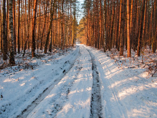 Zima w lesie. © boguslavus