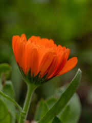 Bright orange calendula marigold flower blooming in the spring sunlight