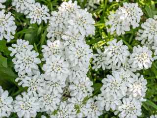 Evergreen Candytuft (Iberis sempervirens), blossoms of springtime