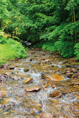 wild stream in the deep ancient beech forest. beautiful summer nature scenery. bottom of the creek is visible through clear water