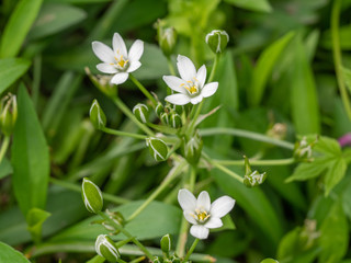 Common Star of Bethlehem (Ornithogalum umbellatum) blooming in the spring