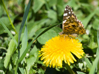 Beautiful butterfly sitting on yellow dandelion flower. Wild nature background