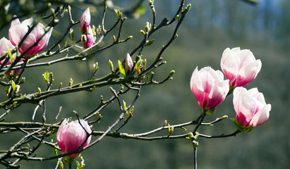 Pink magnolia flowers blooming. Natural background