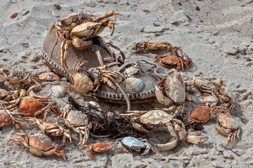 Stillleben am Strand