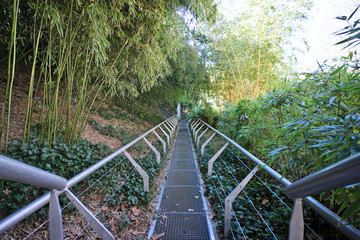 bridge in the forest