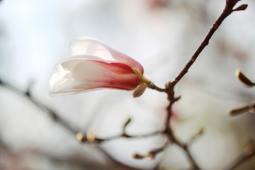 Fototapeta na wymiar dissolving magnolia flowers in the trees in the garden