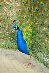 Naklejka premium Indian peafowl or blue peafowl (Pavo cristatus), large and brightly coloured bird