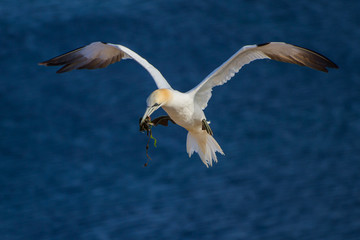 Flying northern gannet near the Cliffs of the Island Helgoland in Germany