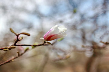 dissolving magnolia flowers in the trees in the garden