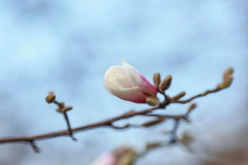 dissolving magnolia flowers in the trees in the garden