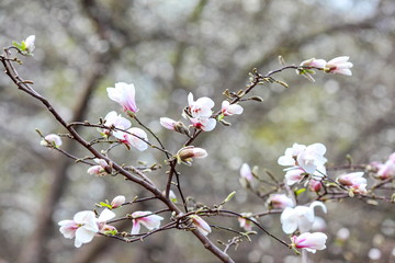 dissolving magnolia flowers in the trees in the garden