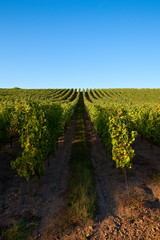 Fototapeta na wymiar Perspective dans les vignes en France