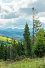 cloudy september countryside in mountains. beautiful nature background. spruce forest on an overcast day. distant ridge in haze