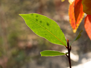 leaf