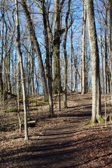 The hiking trail in the bare tree forest on a sunny day.