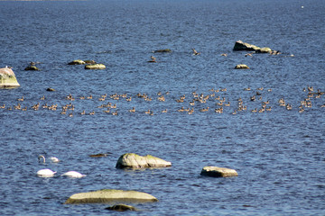 Wild birds at the seashore