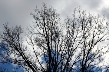 Obraz premium The cloudy gray clouds though the bare branches of trees.