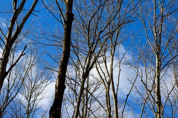 The white clouds and the blue sky though the bare trees. 
