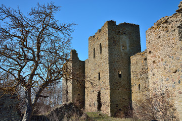 Dry tree in the old Castle. Toolse castle, Estonia.