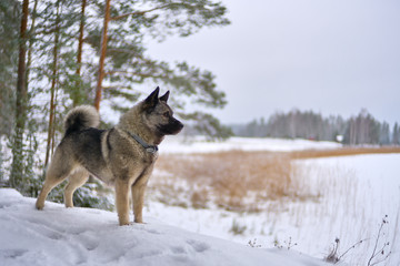 Fototapeta na wymiar Winter Doggy