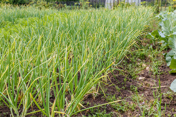 green onions growing in the garden, Green onion in the garden, vegetable in the ground ready for harvest