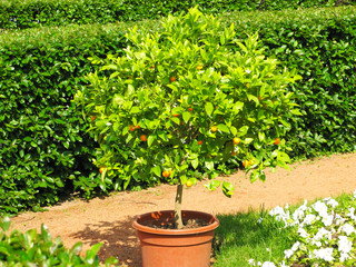 Fototapeta na wymiar Tangerine tree with ripe fruits grows in a clay pot. Citrus tree on a summer day in the park against the background of green grass and shrubs. Batanic Gardens and Parks