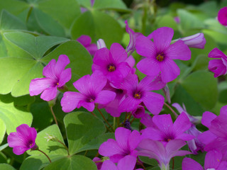Fiori \ Flowers 