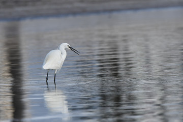 Little Egret