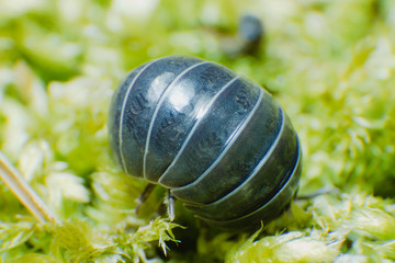 Pill Bug Armadillidium vulgare crawl on moss green background rolled in a ball