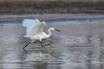 Little Egret