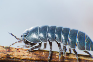 Pill Bug Armadillidium vulgare crawl on branch grey background side view