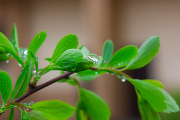 Leaves with drops of rain 