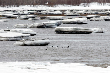 garrot &agrave; &oelig;il d'or