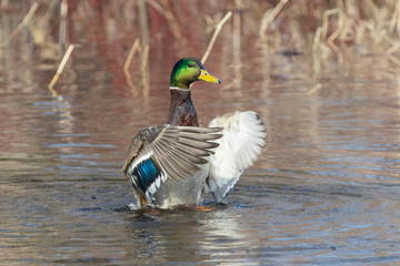 Mallard in spring