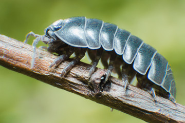 Pill Bug Armadillidium vulgare crawl on moss green background front view