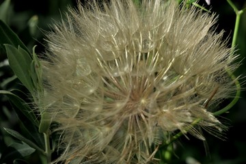 dandelion head