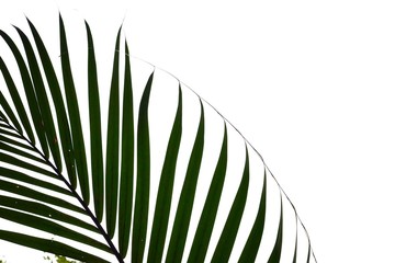 Palm leaves on white isolated background for green foliage backdrop 