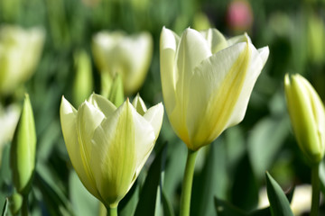 Naklejka premium gelbe tulpen im frühling auf der wiese