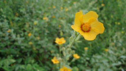 plantación de flores de color naranja