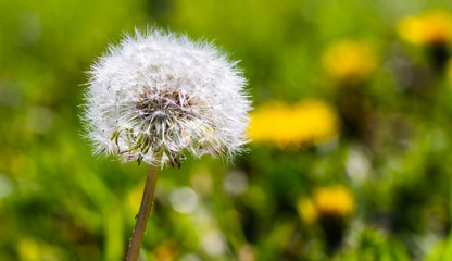 Wiosenne pola, dmuchawce i mlecze. Kwitnie wszystko. © ff25